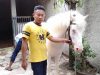 Parman (35), warga Desa Jaya Mukti Kecamatan Cikarang pusat Kabupaten Bekasi pemilik Alfaruk si Kuda Putih
